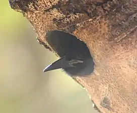 Immature fledgling with black bill peeking from old barbet hole