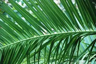 Phoenix canariensis