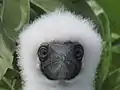 Juvenile Booby in Phoenix Islands Protected Area