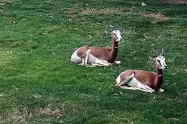 Phoenix Zoo, Arizona