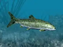 Greenish fish