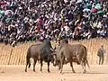 Bullfight, Hmong New Year