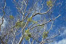Colorado Desert mistletoe on host tree Platanus wrightii