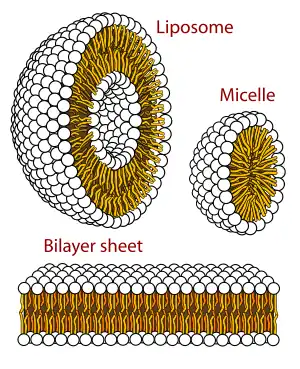 Cross section view of the structures that can be formed by phospholipids.  They can form a micelle and are vital in forming cell membranes