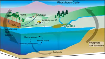 Phosphorus cycle