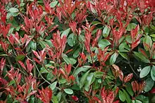 Red Tip Photinia (Photinia x fraseri) popular for red color of its new growths