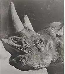 Head of rhinoceros