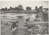 Macerated hemp sheaves being taken out of the retting tanks near Ferrara in 1950.