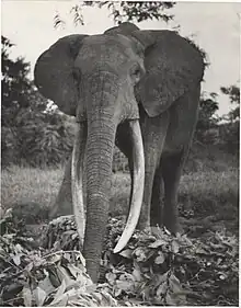 The biggest elephant living in the Elephants' Domestication Center of Gangala na Bodio