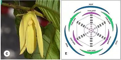 Botanical whorls: sepals, petals, leaves, or branches radiating from a single point (photo of flower of Friesodielsia desmoides, family Annonaceae, juxtaposed with diagram of axial cross-section)