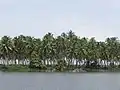 Kavvayi Backwaters, Kannur