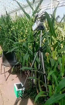 LI-6800 Portable Photosynthesis System analysing photosynthesis in a maize leaf
