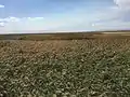 Phragmites in Farmington, Utah