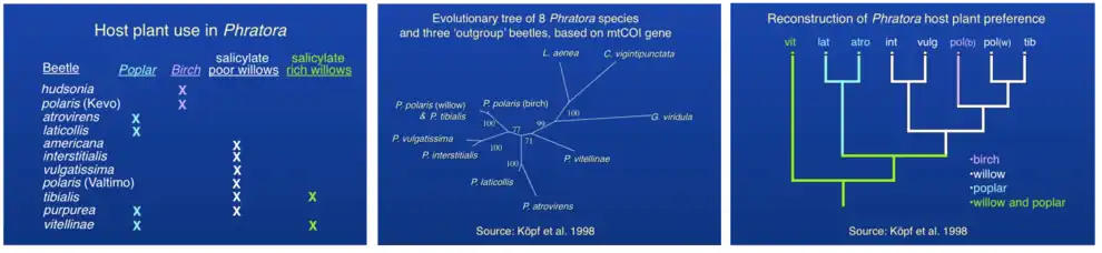 Host plant use and evolutionary relationships among Phratora species