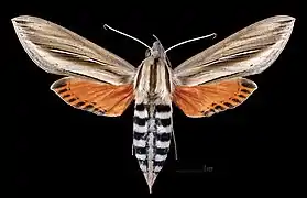 Phryxus caicus  ♀