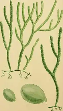 Illustration of "Caulerpa simpliciuscula"