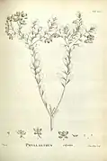 Botanical illustration from 1806