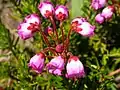 Pink mountain heather close up