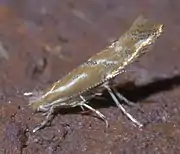 Lateral view (3.6 mm long)