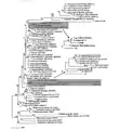 Phylogenetic analysis of Trypanosoma ssp. and T. irwini using partial sequence analysis of 18S rDNA