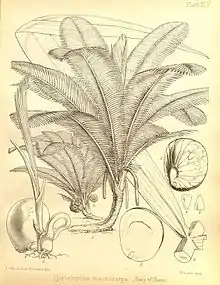 Phytelephas macrocarpa, the palm that produces vegetable ivory, found in coastal areas of Central America and northern South America. From Seemann (1857)