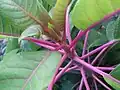 Magenta petioles and leaf venation