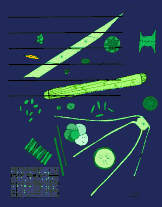 Image 102Phytoplankton (from Marine food web)