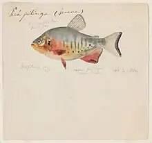 An 1865 watercolor painting of Piaractus brachypomus by Jacques Burkhardt.