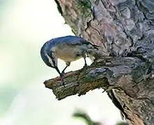 A gray bird with black crown at the branch of tree