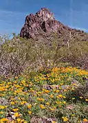 Spring wildflowers at Picacho Peak.