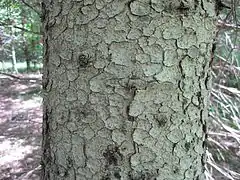 The bark is thin and scaly, flaking off in small circular plates