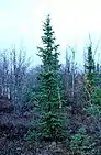 Tree: black spruce