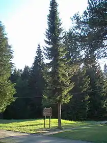 The Serbian Spruce discovered by Pančić