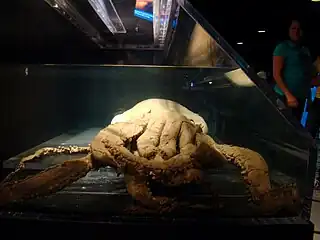 #240 (?/2/1980)Since 2009, the Plum Island specimen has been on loan to the Georgia Aquarium in Atlanta, where it is on display in the Cold Water Quest Gallery