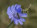 Pied hoverfly on chicory flower
