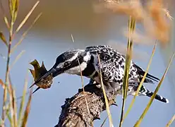 Pied kingfisher killing a fish