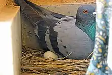 A pigeon incubating its eggs