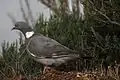 Wood pigeon