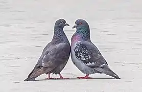 Feral pigeons in courtship