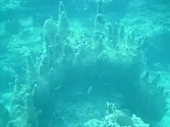 A large colony of pillar coral (Dendrogyra cylindrus) at Marker 32 reef, June 2010