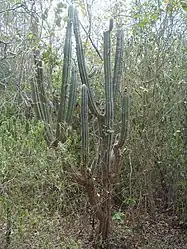 Pilosocereus royenii