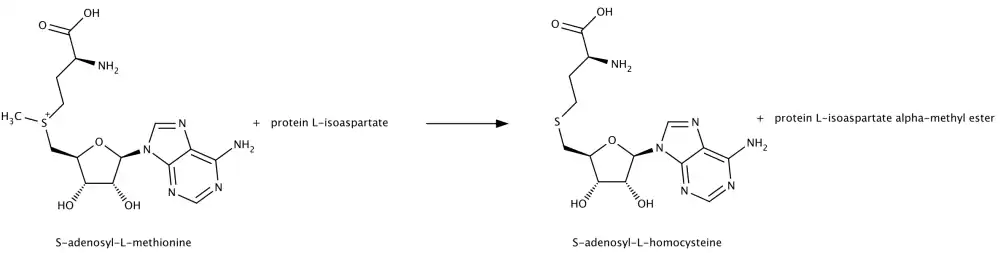 Reaction catalysed by PIMT