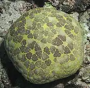 A very spiny specimen from Fiji.