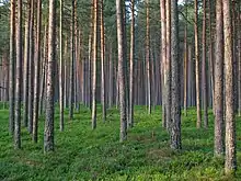 Forests cover over half the landmass of Estonia.
