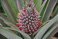 The pineapple is a multiple fruit. Each of the purple spikes in this picture are a separate flower, so the whole structure is an inflorescence. This means that the small sections of a pineapple are each a fruit that develop from a separate ovary, and together they make up a multiple fruit.