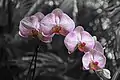 Flowers at Pinecrest Gardens, Miami, Florida.