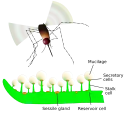 Vector graphic of the trapping and digestive features of a Pinguicula leaf