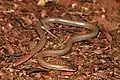Pink-tailed Worm-lizard
