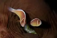 Two pink skunk clownfish (A. perideraion) and their closed host anemone, in Komodo