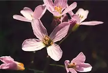 Flowers, pinker variety